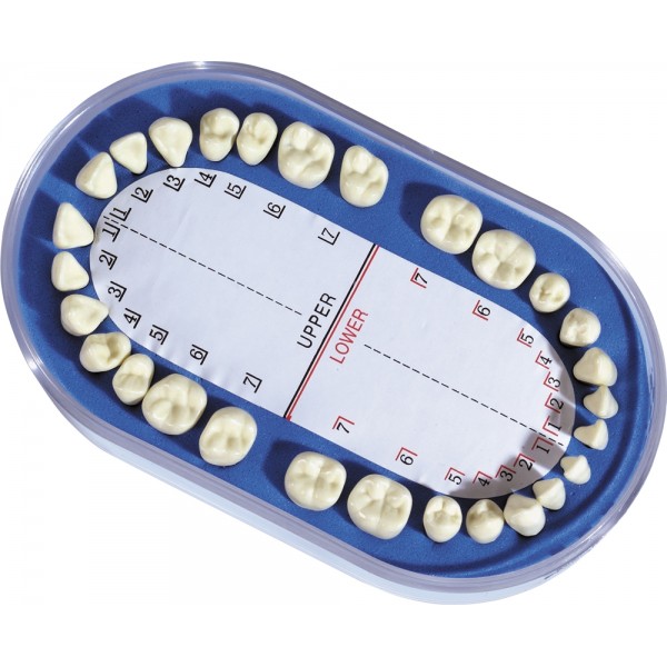 Metal/Plastic Teeth For Typodont/Dentoform Unit - 28 pieces