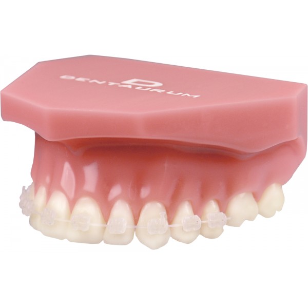 Orthodontic Demonstration Model Discovery ® Pearl - Mbt - 1 piece