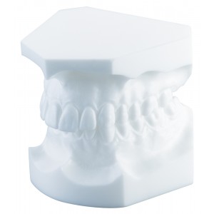 Orthodontic Study Model, Angle Class Ii/1 - 1 piece