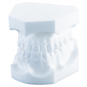 Orthodontic Study Model, Angle Class Iii - 1 piece