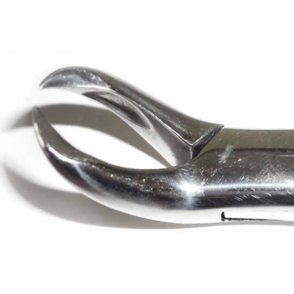 Dental Forcep #3F