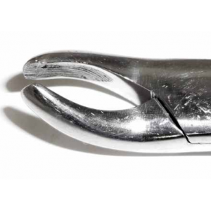 Dental Forcep #24