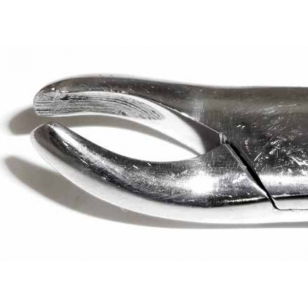 Dental Forcep #24
