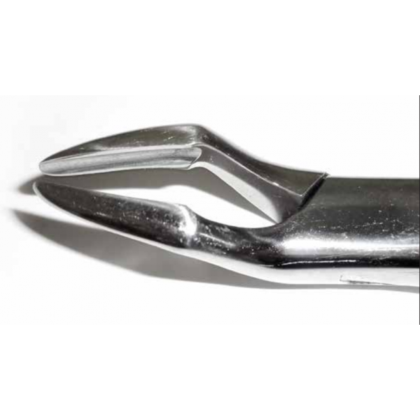 Dental Forcep #32A