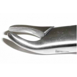 Dental Forcep #62 - Tamsco