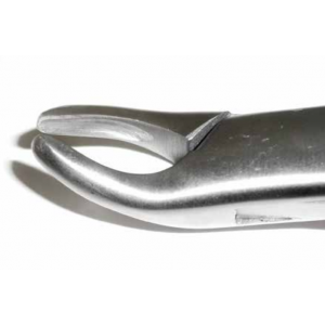 Dental Forcep #62