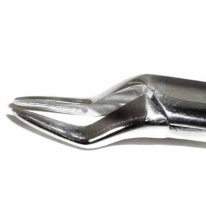 Dental Forcep #65