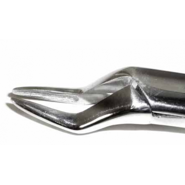 Dental Forcep #65