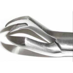 Dental Forcep #88L
