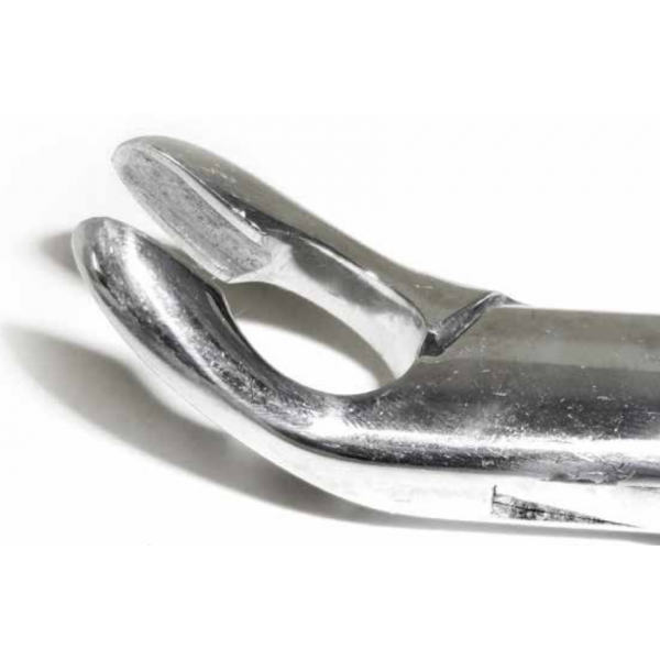 Dental Forcep #151A